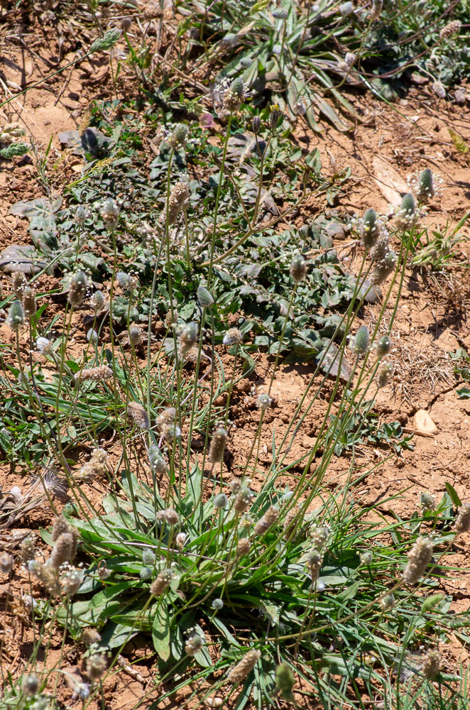Plante annuelle de 10-30 cm, poilue, à racine pivotante fibreuse, hampes dressées ou ascendantes, grêles, striées, 2-4 fois plus longues que les feuilles, glabres ou à poils appliqués, feuilles vertes, étalées-dressées, lancéolées ou oblongues-spatulées, atténuées en pétiole étroit et canaliculé, à 3-5 nervures, épi velu-soyeux, ovale ou oblong, très dense, bractées lancéolées-acuminées, brunes sur le dos, velues, sépales obovales, velus, les antérieurs soudés, les postérieurs carénés. 