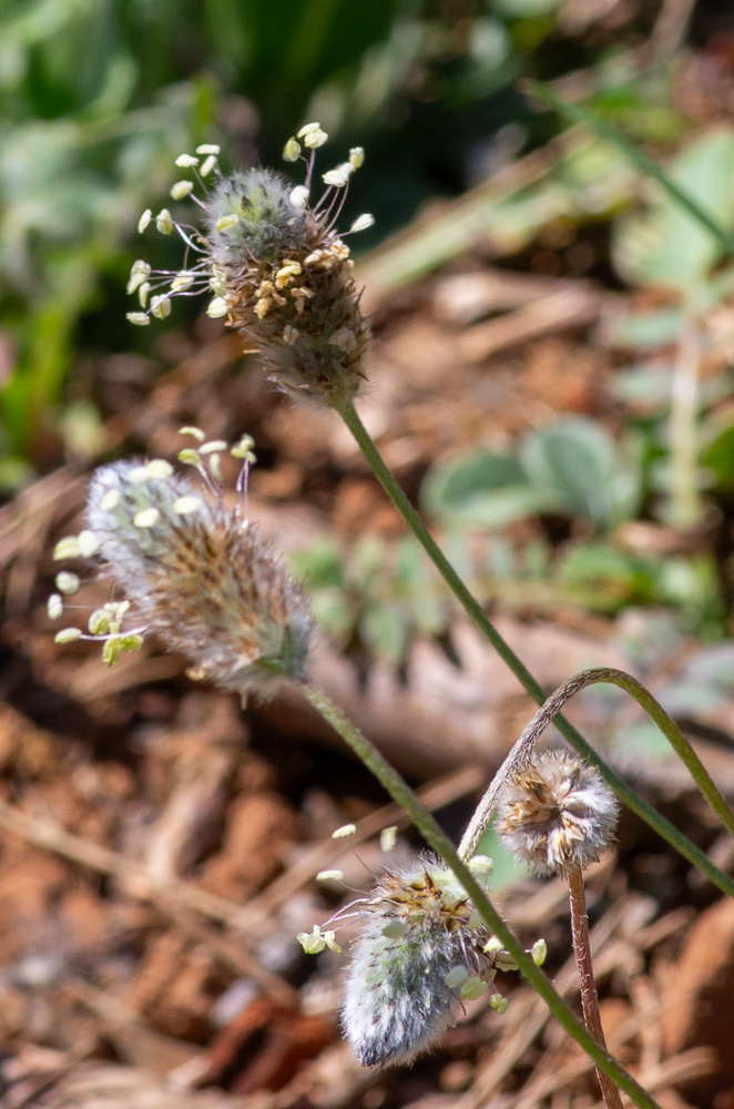 Plante annuelle de 10-30 cm, poilue, à racine pivotante fibreuse, hampes dressées ou ascendantes, grêles, striées, 2-4 fois plus longues que les feuilles, glabres ou à poils appliqués, feuilles vertes, étalées-dressées, lancéolées ou oblongues-spatulées, atténuées en pétiole étroit et canaliculé, à 3-5 nervures, épi velu-soyeux, ovale ou oblong, très dense, bractées lancéolées-acuminées, brunes sur le dos, velues, sépales obovales, velus, les antérieurs soudés, les postérieurs carénés. 