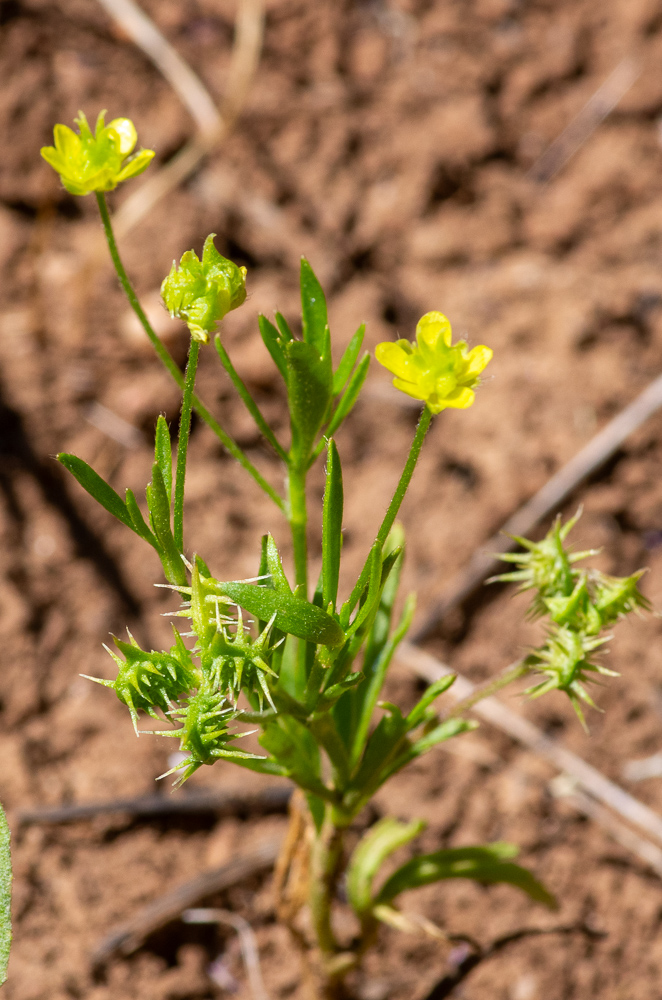Ranunculus arvensis L. ou Renoncule des champs. Tige de 20-40 cm, dressée, rameuse, glabre ou pubescente, feuilles d'un vert clair, triséquées, à segments en coin, assez longuement pétiolulées, subdivisés en lobes linéaires, pédoncules non sillonnés, fleurs petites, jaune soufre, sépales étalés velus, pétales dépassant le calice, réceptacle velu, carpelles 3-8, très grands, comprimés, à faces épineuses, tuberculeuses ou veinées en réseau, à bec presque droit, égalant la moitié du carpelle.