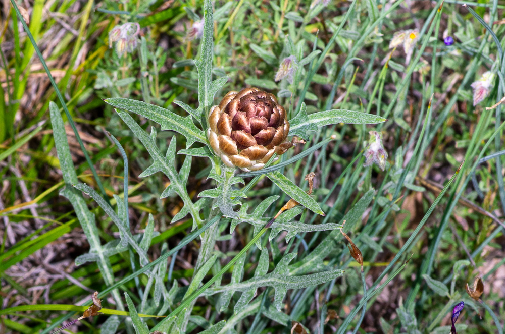 Rhaponticum coniferum (L.) Greuter ou Leuzée conifère.