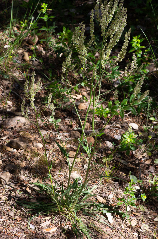 Rumex intermedius DC. ou Oseille intermédiaire. Plante vivace de 20-60 cm, verte ou glaucescente, à souche épaisse, en fuseau ou cylindrique, tige dressée, rameuse au sommet, à rameaux ascendants,  feuilles étroites, lancéolées ou linéaires-hastées, ondulées-crispées, à oreillettes longues, très divergentes et souvent bi-trifides, les supérieures étroites et embrassantes, gaîne stipulaire assez allongée, incisée, fleurs dioïques, au panicule courte et serrée, nue, valves fructifères larges, membraneuses, orbiculaires en rein, munis d'un granule saillant à la base.