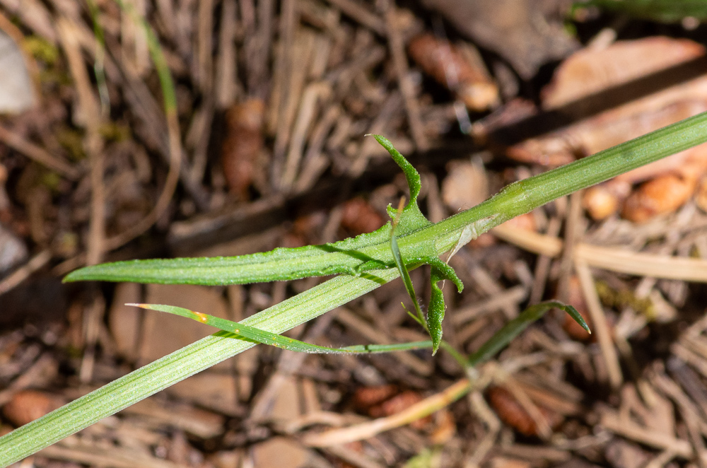 Rumex intermedius DC. ou Oseille intermédiaire. Plante vivace de 20-60 cm, verte ou glaucescente, à souche épaisse, en fuseau ou cylindrique, tige dressée, rameuse au sommet, à rameaux ascendants,  feuilles étroites, lancéolées ou linéaires-hastées, ondulées-crispées, à oreillettes longues, très divergentes et souvent bi-trifides, les supérieures étroites et embrassantes, gaîne stipulaire assez allongée, incisée, fleurs dioïques, au panicule courte et serrée, nue, valves fructifères larges, membraneuses, orbiculaires en rein, munis d'un granule saillant à la base.