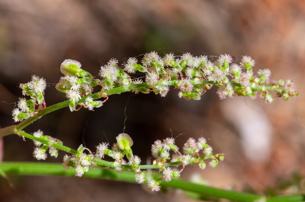 Rumex intermedius DC. ou Oseille intermédiaire. Plante vivace de 20-60 cm, verte ou glaucescente, à souche épaisse, en fuseau ou cylindrique, tige dressée, rameuse au sommet, à rameaux ascendants,  feuilles étroites, lancéolées ou linéaires-hastées, ondulées-crispées, à oreillettes longues, très divergentes et souvent bi-trifides, les supérieures étroites et embrassantes, gaîne stipulaire assez allongée, incisée, fleurs dioïques, au panicule courte et serrée, nue, valves fructifères larges, membraneuses, orbiculaires en rein, munis d'un granule saillant à la base.
