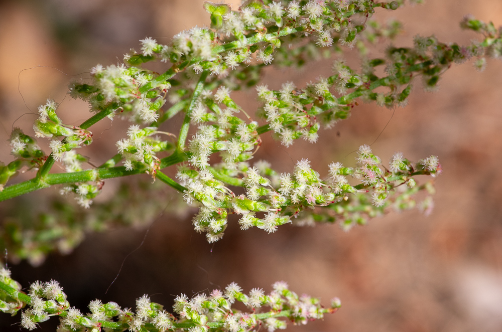 Rumex intermedius DC. ou Oseille intermédiaire. Plante vivace de 20-60 cm, verte ou glaucescente, à souche épaisse, en fuseau ou cylindrique, tige dressée, rameuse au sommet, à rameaux ascendants,  feuilles étroites, lancéolées ou linéaires-hastées, ondulées-crispées, à oreillettes longues, très divergentes et souvent bi-trifides, les supérieures étroites et embrassantes, gaîne stipulaire assez allongée, incisée, fleurs dioïques, au panicule courte et serrée, nue, valves fructifères larges, membraneuses, orbiculaires en rein, munis d'un granule saillant à la base.