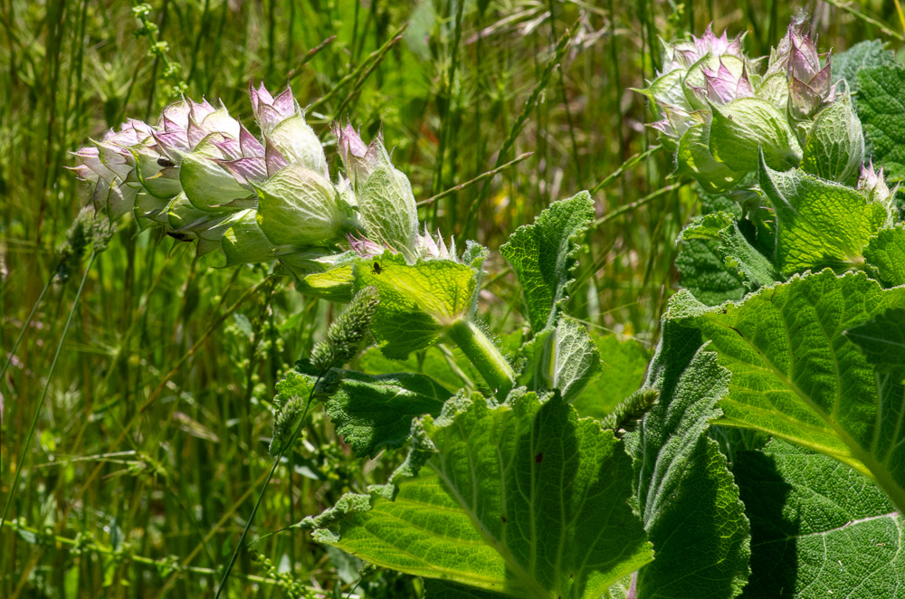 Salvia sclarea L. ou Sauge sclarée. Plante vivace de 45-80 cm, robuste, très velue, très aromatique,  feuilles pétiolées, largement ovales en coeur, érodées-crénelées, très rugueuses, pubescentes-grisâtres, fleurs blanches lavées de bleu, grandes, en verticilles rapprochés en panicule contractée visqueuse, bractées membraneuses, lilacées, très larges, ciliées, dépassant les calices, calice pubescent, à 13 nervures, à dents épineuses, les 2 latérales de la lèvre supérieure écartées de la médiane très petite, corolle de 18-25 mm, 3 fois aussi longue que le calice, à lèvre supérieure en faux. Chemins, côteaux arides, dans une grande partie de la France.