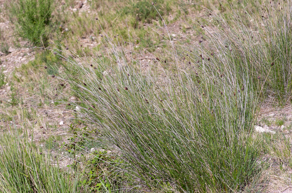 Schoenus nigricans L. ou Choin noirâtre. Cypéracée vivace de 20-80 cm, à hampes cylindriques et feuilles basales, inflorescence en tête unique de 1-12 épis, encadrée par 1-2 bractées foliacées ; 3 étamines et stigmates ; akènes trigones entourés de 3-6 soies raides. Marais, pelouses et rochers temporairement humides, dépressions interdunaires. Cosmopolite.
