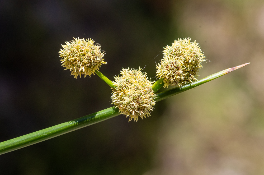 Scirpoides holoschoenus subsp. australis ou Scirpe du Midi. Tige dressée, arrondie et raide, habituellement inférieure à 60 cm, inflorescence réduite à 2-5 glomérules petits (< 9 mm de diamètre). Méditerranéenne.
