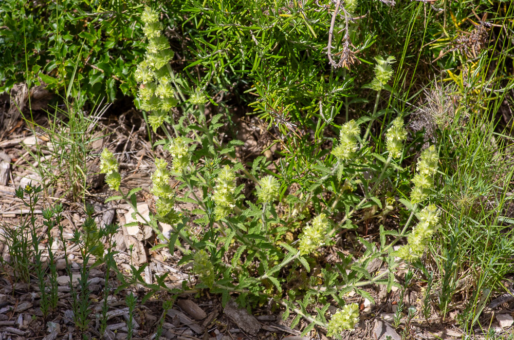 Sideritis provincialis ou Crapaudine de Provence. Lamiacée de 10-50 cm. Plante d'apparence intermédiaire entre Sideritis littoralis et Sideritis vulgaris (hybridogène ?). Pelouses sèches et fruticées basses et ouvertes, souvent en situation pionnière. Endémique de Provence Ligurie.