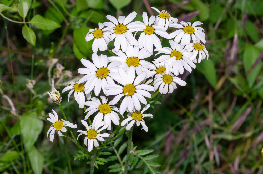 Tanacetum corymbosum subsp. corymbosum ou Chrysanthème en corymbes.