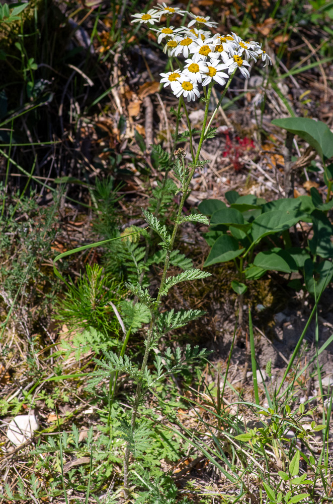 Tanacetum corymbosum subsp. corymbosum ou Chrysanthème en corymbes. Plante formant une seule tige ou une petite touffe, feuilles basales persistant jusqu'à la fructification.