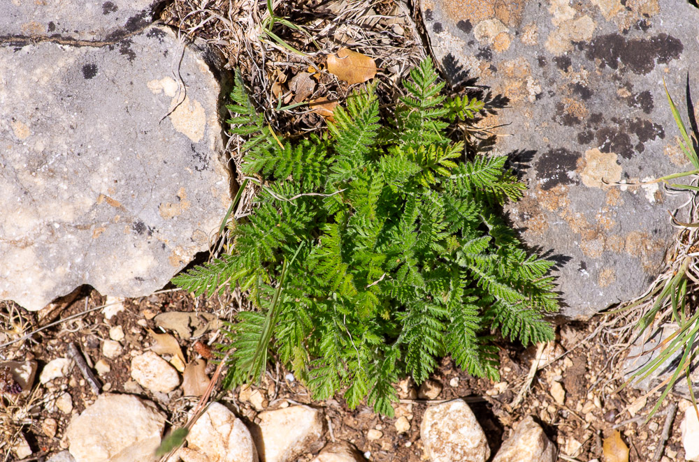 Tanacetum corymbosum subsp. corymbosum ou Chrysanthème en corymbes. Feuilles basales.