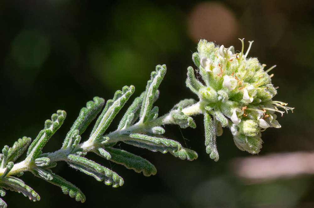 Teucrium polium L. ou Germandrée tomenteuse. Plante vivace de 10-30 cm, à tiges ligneuses, ascendantes, blanches-tomenteuses, feuilles sessiles, linéaires-lancéolées ou oblongues, en coin et entières à la base, crénelées dans le haut, enroulées aux bords, blanches-tomenteuses sur les 2 faces, les supérieures écartées des fleurs dans les capitules latéraux, fleurs blanches, rarement purpurines, en têtes blanches, assez grandes, globuleuses ou ovoïdes, agglomérées ou en panicule, serrées, brièvement tomenteuses 