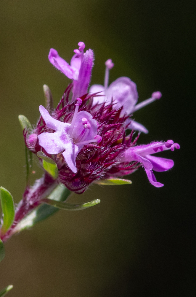Thymus embergeri Roussine ou Thym d'Emberger.