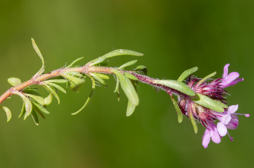 Thymus embergeri Roussine ou Thym d'Emberger.