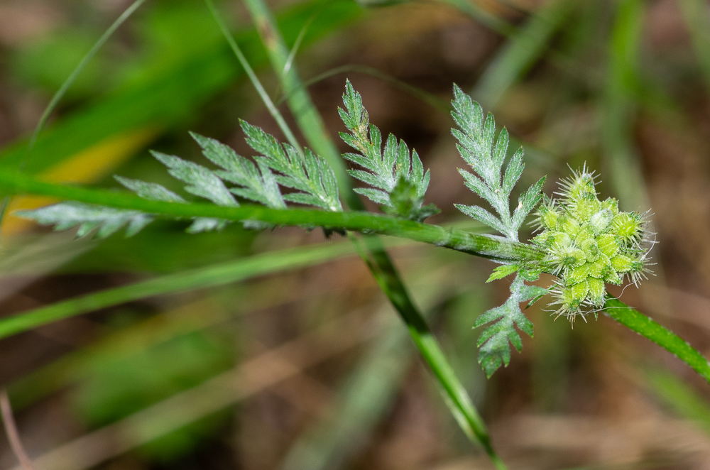 Torilis nodosa Gaertn. ou Torilis noueux. Plante annuelle de 5-40 cm, décombante, diffuse, velue-scabre, feuilles bipennatiséquées, à segments tous pennatipartites, à lobes linéaires, entiers ou incisés fleurs blanches ou rosées, petites, égales, régulières, ombelles sessiles ou subsessiles, opposées aux feuilles, compactes, subglobuleuses, à 2-3 rayons courts et inégaux, involucre nul, involucelle à folioles linéaires, plus longues que les pédicelles, styles très courts, dressés, glabres, à stylopode conique, fruits courts, ovoïdes, ceux du centre de l'ombelle tuberculeux, les extérieurs hérissés en dehors d'aiguillons droits, en alêne, rudes.