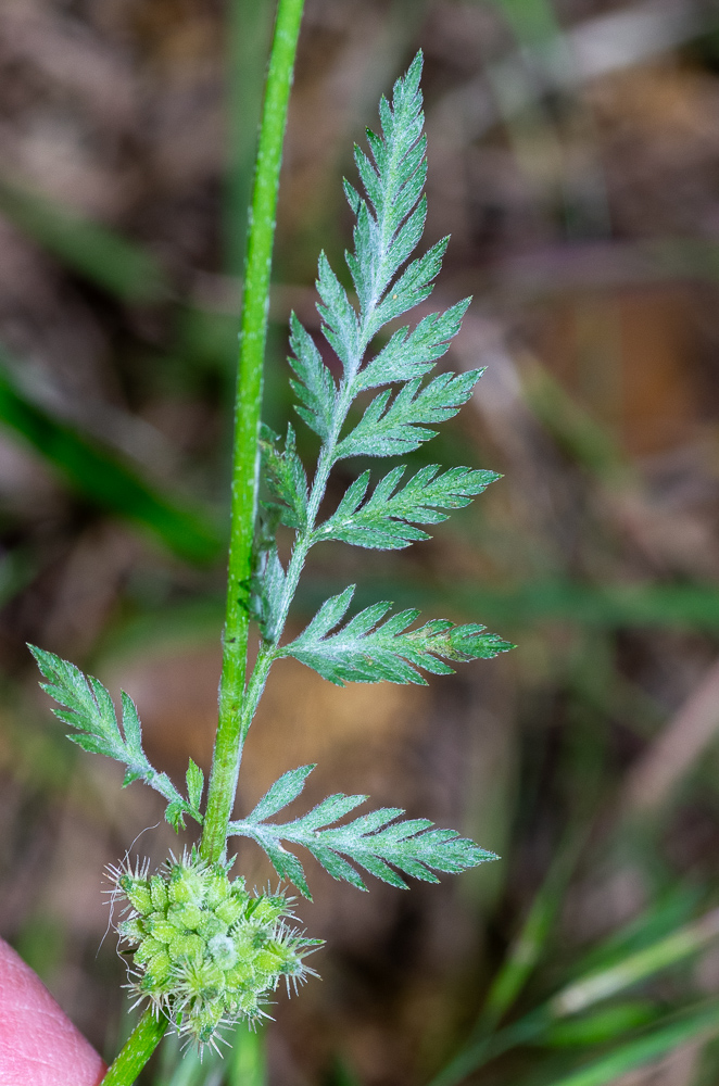 Torilis nodosa Gaertn. ou Torilis noueux. Plante annuelle de 5-40 cm, décombante, diffuse, velue-scabre, feuilles bipennatiséquées, à segments tous pennatipartites, à lobes linéaires, entiers ou incisés fleurs blanches ou rosées, petites, égales, régulières, ombelles sessiles ou subsessiles, opposées aux feuilles, compactes, subglobuleuses, à 2-3 rayons courts et inégaux, involucre nul, involucelle à folioles linéaires, plus longues que les pédicelles, styles très courts, dressés, glabres, à stylopode conique, fruits courts, ovoïdes, ceux du centre de l'ombelle tuberculeux, les extérieurs hérissés en dehors d'aiguillons droits, en alêne, rudes.