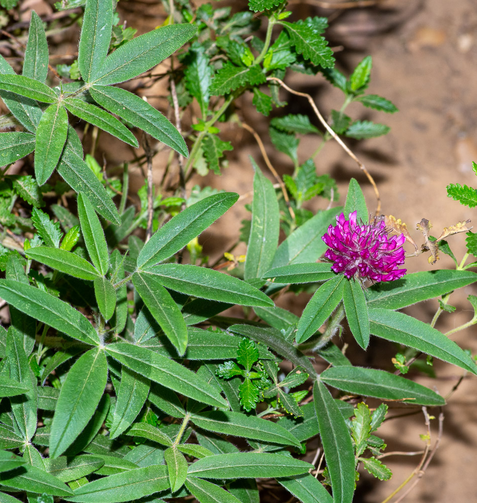 Trifolium alpestre L. ou Trèfle des Alpes. Plante vivace de 10-40 cm, velue, raide, dressée, simple, à souche dure, feuilles écartées, courtement pétiolées, les supérieures opposées, folioles oblongues-lancéolées, ciliées, coriaces, fortement nervées, denticulées tout autour, stipules étroites, à partie libre linéaire-entière, fleurs rouges, dressées, assez nombreuses, en têtes globuleuses, terminales, ordinairement solitaires, sessiles entre les 2 feuilles supérieures, calice à tube velu et à 20 nervures, à gorge ouverte, à dents ciliées, sétacées, très inégales, l'inférieure 1-2 fois plus longue que le tube.