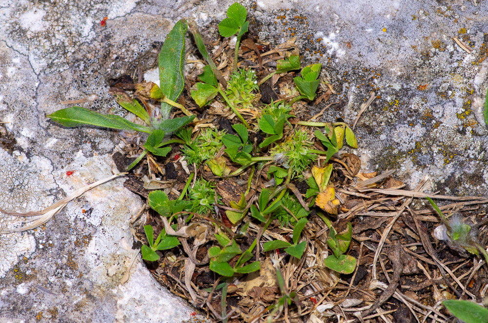 Trifolium suffocatum L. ou trèfle étranglé. Plante presque glabre (poils épars sur le calice et pétiolules des folioles, souvent réduite à un coussinet d'inflorescence imbriquées d'où émergent les feuilles longuement pétiolées. Tiges dépassant très rarement 10 cm. Fleurs de 3-4 mm, blanches, dépassées par les dents du calice. Pelouses rases, lieux piétinés. Peu fréquente.