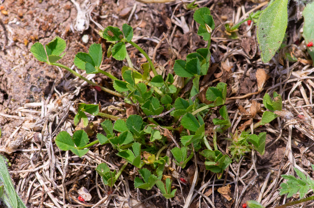 Trifolium suffocatum L. ou trèfle étranglé. Plante presque glabre (poils épars sur le calice et pétiolules des folioles, souvent réduite à un coussinet d'inflorescence imbriquées d'où émergent les feuilles longuement pétiolées. Tiges dépassant très rarement 10 cm. Fleurs de 3-4 mm, blanches, dépassées par les dents du calice. Pelouses rases, lieux piétinés. Peu fréquente.
