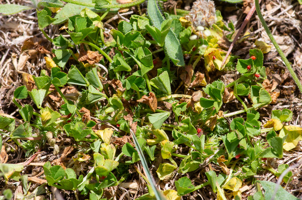 Trifolium suffocatum L. ou trèfle étranglé. Plante presque glabre (poils épars sur le calice et pétiolules des folioles, souvent réduite à un coussinet d'inflorescence imbriquées d'où émergent les feuilles longuement pétiolées. Tiges dépassant très rarement 10 cm. Fleurs de 3-4 mm, blanches, dépassées par les dents du calice. Pelouses rases, lieux piétinés. Peu fréquente.