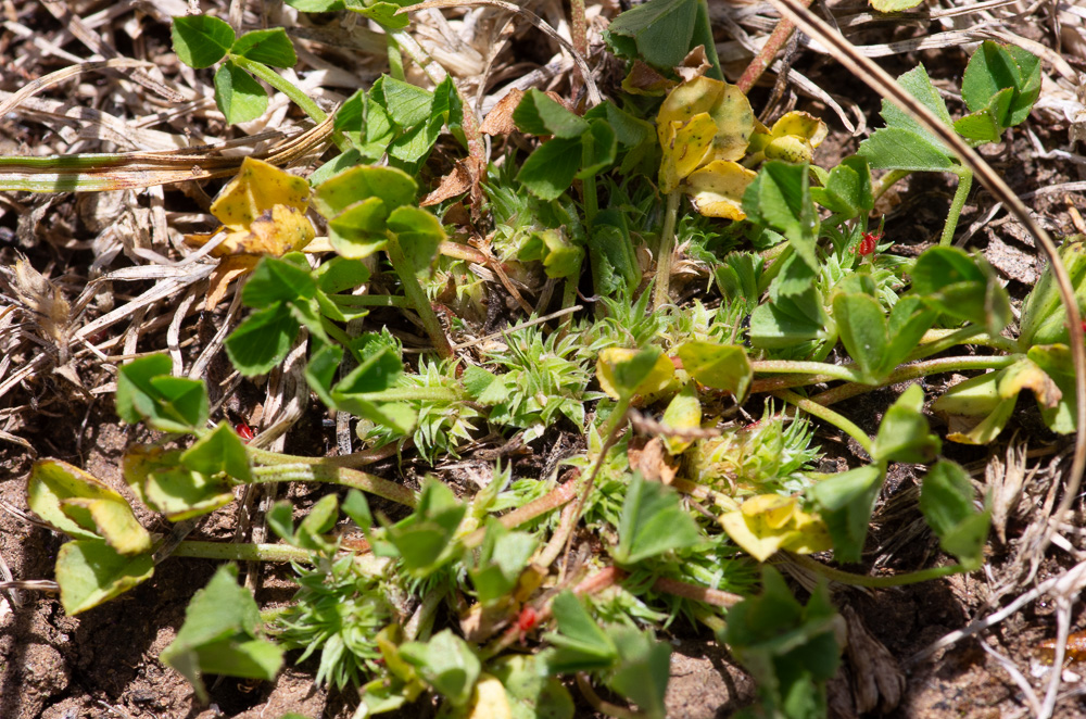 Trifolium suffocatum L. ou trèfle étranglé. Plante presque glabre (poils épars sur le calice et pétiolules des folioles, souvent réduite à un coussinet d'inflorescence imbriquées d'où émergent les feuilles longuement pétiolées. Tiges dépassant très rarement 10 cm. Fleurs de 3-4 mm, blanches, dépassées par les dents du calice. Pelouses rases, lieux piétinés. Peu fréquente.