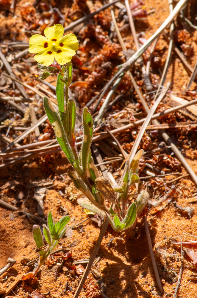 Tuberaria guttata (L.) Fourr. ou Hélianthème taché. Plante annuelle, pubescente ou à poils étalés, tige de 8-40 cm, dressée ou ascendante, feuilles lancéolées-oblongues, les inférieures et les moyennes opposées et sans stipules, les supérieures alternes et munies de stipules foliacées, fleurs jaunes, ordinairement tachées de noir à l'onglet, en grappe roulée en crosse avant la floraison, lâche, unilatérale, sans bractées. Terrains sablonneux et siliceux, dans presque toute la France