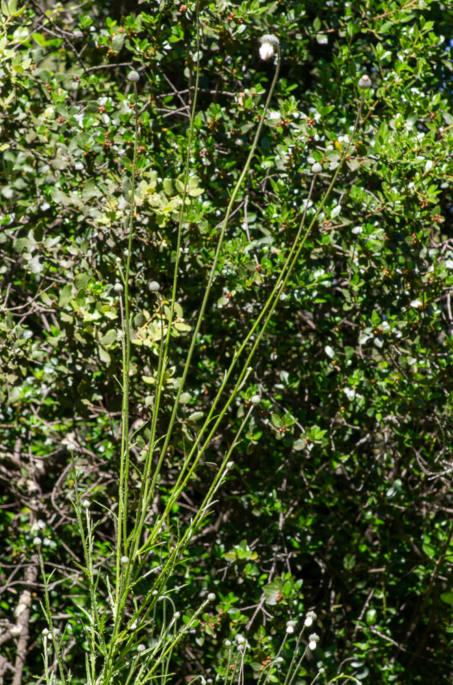 Tyrimnus leucographus (L.) Cass. ou Chardon à taches blanches.