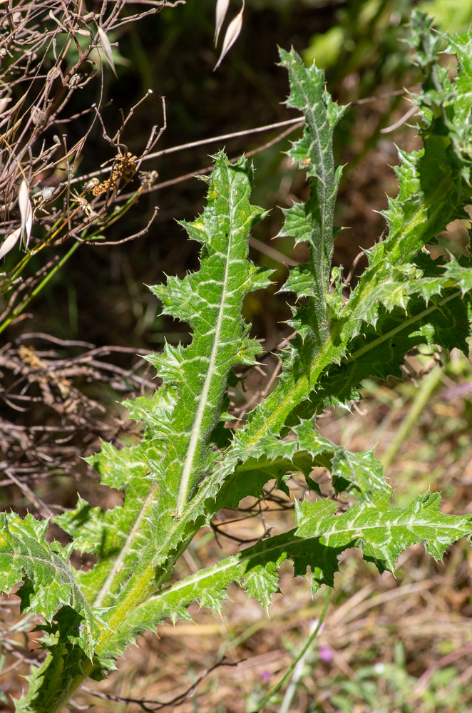 Tyrimnus leucographus (L.) Cass. ou Chardon à taches blanches.