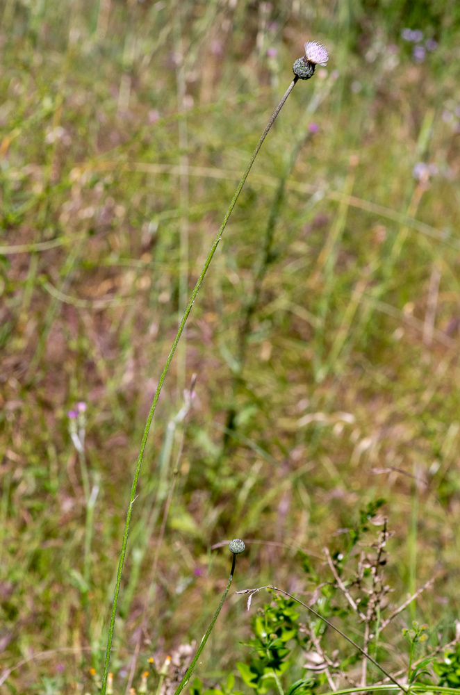 Tyrimnus leucographus (L.) Cass. ou Chardon à taches blanches.