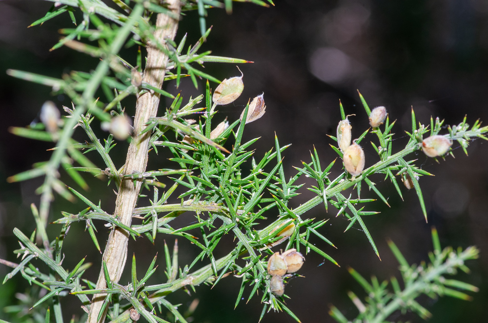 Ulex parviflorus Pourr. ou Ajonc à petites fleurs ou encore Ajonc de Provence. Arbrisseau de 40 cm à 1 mètre, un peu glauque, à rameaux presque glabres, à épines robustes, feuilles courtes, celles des rameaux naissant à l'aisselle d'épines simples, alternes, fleurs petites, de 7-8 mm de long, en fascicules sur les épines primaires et secondaires. Garrigues à romarin, maquis.