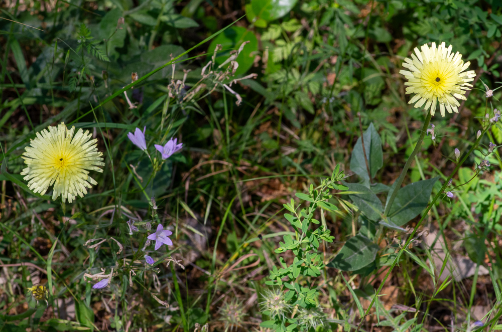 Urospermum dalechampii (L.) Scop. ex F.W.Schmidt ou Urosperme de Daléchamps. Vivace, tige de 25-40 cm dressée, brièvement pubescente, simple ou rameuse inférieurement, feuilles pubescentes, les inférieures roncinées-pennatipartites, les supérieures demi-embrassantes ovales ou lancéolées, entières, sinuées ou pennatifides, pédoncules très longuement nus, terminés par un grand capitule solitaire.  Lieux incultes, des Alpes-Maritimes aux Pyrénées-Orientales, remonte dans la Drôme, l'Ardèche, le Tarn, le Lot, l'Aveyron, la Lozère