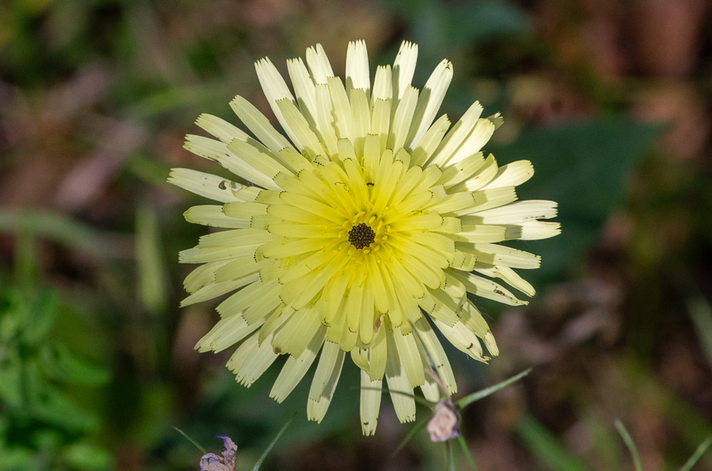 Urospermum dalechampii (L.) Scop. ex F.W.Schmidt ou Urosperme de Daléchamps. Pédoncules très longuement nus, terminés par un grand capitule solitaire.  Lieux incultes, des Alpes-Maritimes aux Pyrénées-Orientales, remonte dans la Drôme, l'Ardèche, le Tarn, le Lot, l'Aveyron, la Lozère