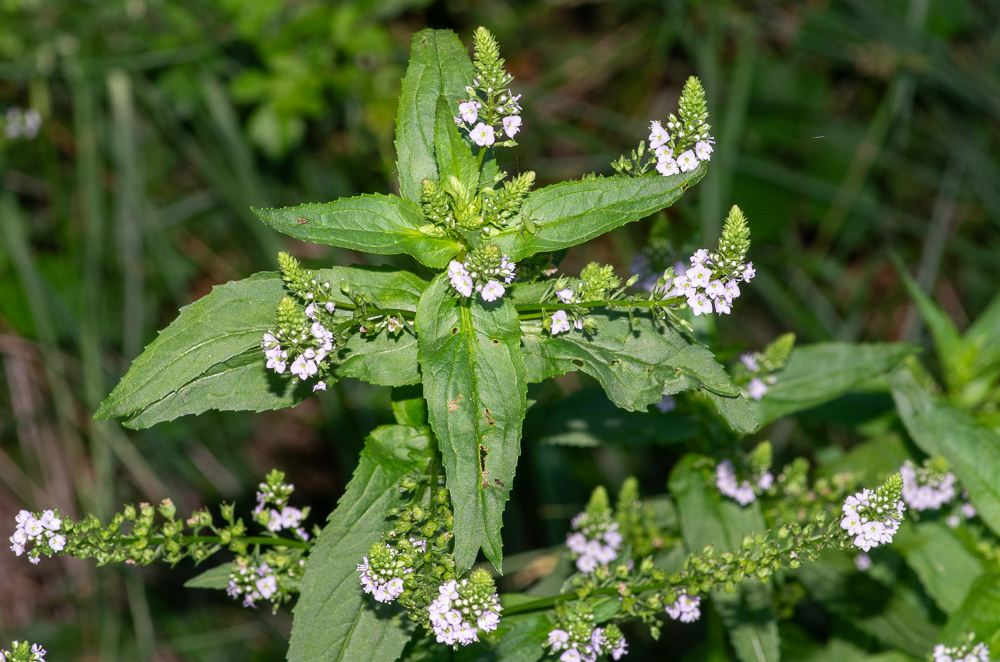 Veronica anagallis-aquatica L. ou Mouron aquatique. Plante bisannuelle ou vivace de 20-80 cm, à souche rampante, tiges un peu couchées-radicantes à la base, épaisses, presque quadrangulaires, creuses, feuilles opposées, sessiles et demi-embrassantes, ovales-lancéolées ou lancéolées, aiguës, dentées, fleurs d'un bleu pâle ou lilacé, petites, en grappes axillaires, opposées, lâches, multiflores, pédicelles fructifères étalés, glabres, plus longs que le calice et les bractées.  Lieux inondés, bords des eaux, dans toute la France.