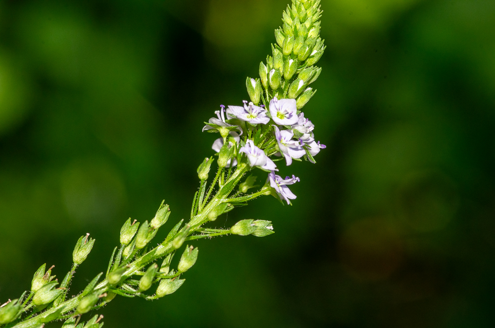 Veronica anagallis-aquatica L. ou Mouron aquatique. Plante bisannuelle ou vivace de 20-80 cm, à souche rampante, tiges un peu couchées-radicantes à la base, épaisses, presque quadrangulaires, creuses, feuilles opposées, sessiles et demi-embrassantes, ovales-lancéolées ou lancéolées, aiguës, dentées, fleurs d'un bleu pâle ou lilacé, petites, en grappes axillaires, opposées, lâches, multiflores, pédicelles fructifères étalés, glabres, plus longs que le calice et les bractées.  Lieux inondés, bords des eaux, dans toute la France.