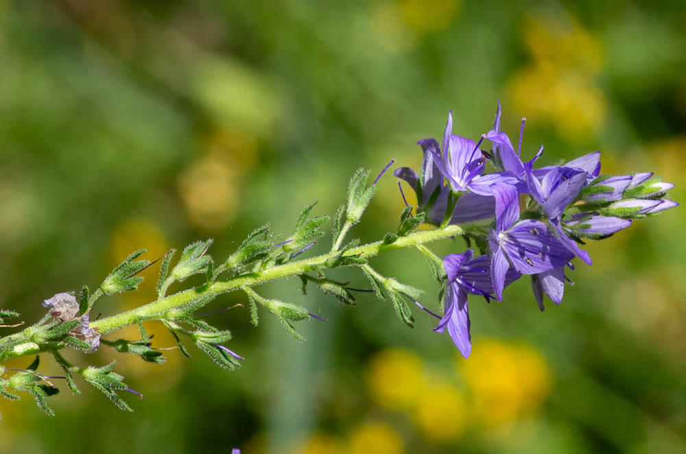 Veronica teucrium L. ou Véronique germandrée