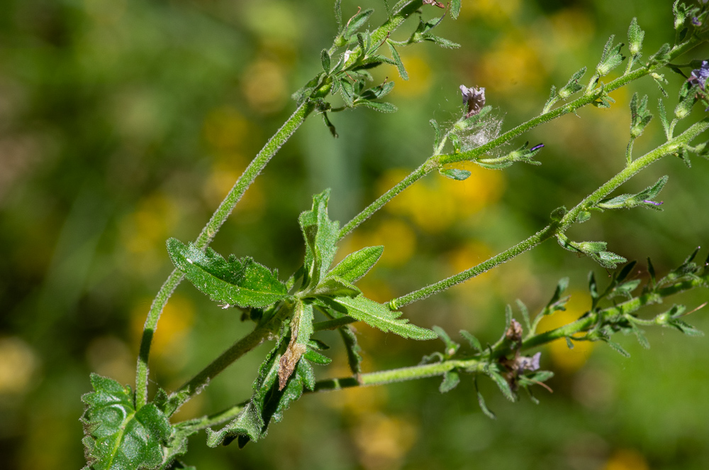 Veronica teucrium L. ou Véronique germandrée