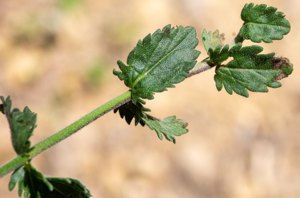 Veronica teucrium L. ou Véronique germandrée