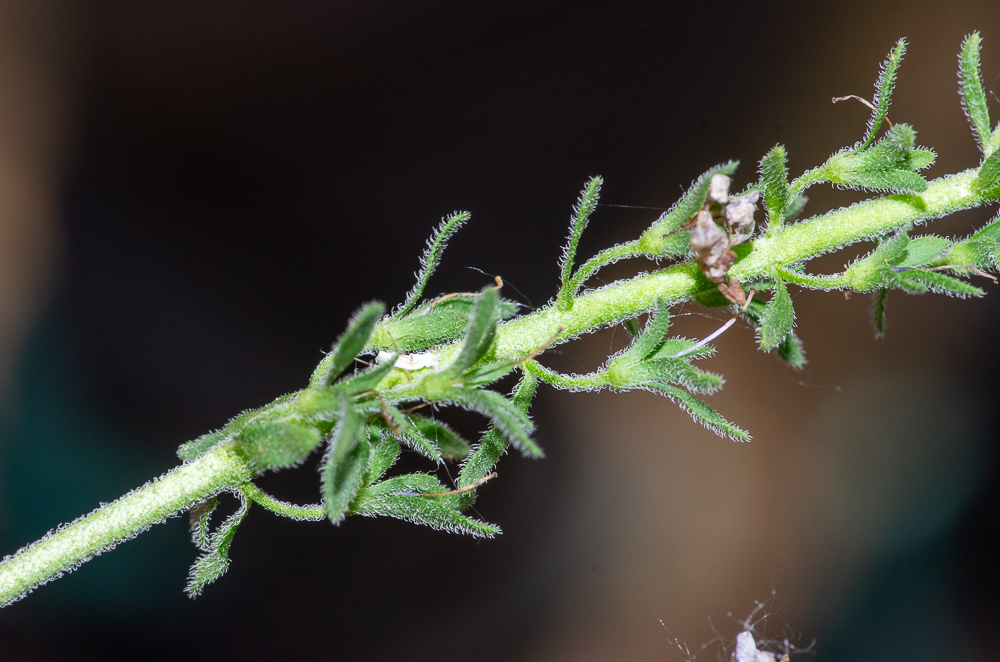 Veronica teucrium L. ou Véronique germandrée