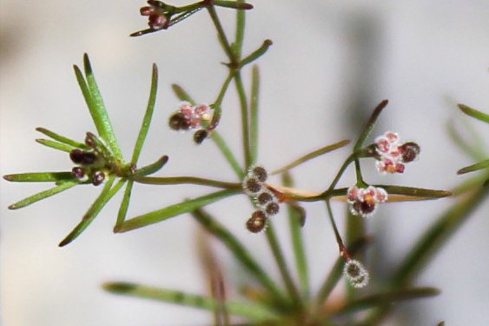 Galium setaceum ou Gaillet à feuilles sétacées.