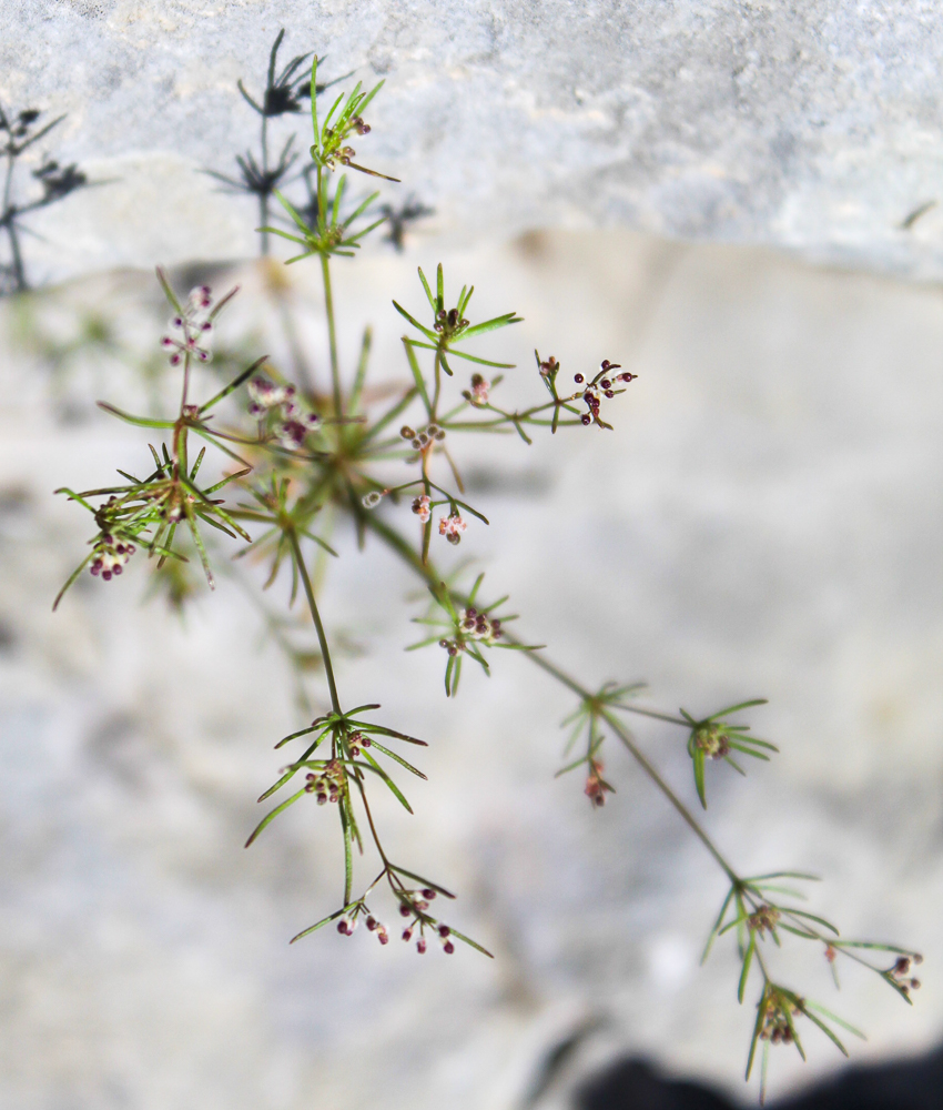 Galium setaceum ou Gaillet à feuilles sétacées.