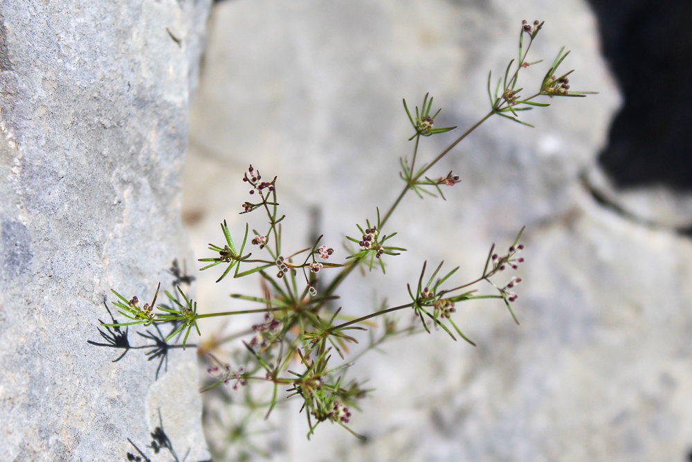 Galium setaceum ou Gaillet à feuilles sétacées.
