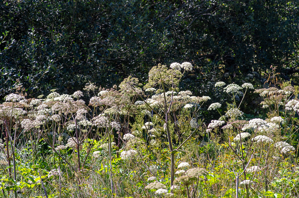 Angelica sylvestris L. ou Angélique des bois. Elle pousse dans les prairies légèrement humides et les bois clairs. Sa tige est violacée et creuse.