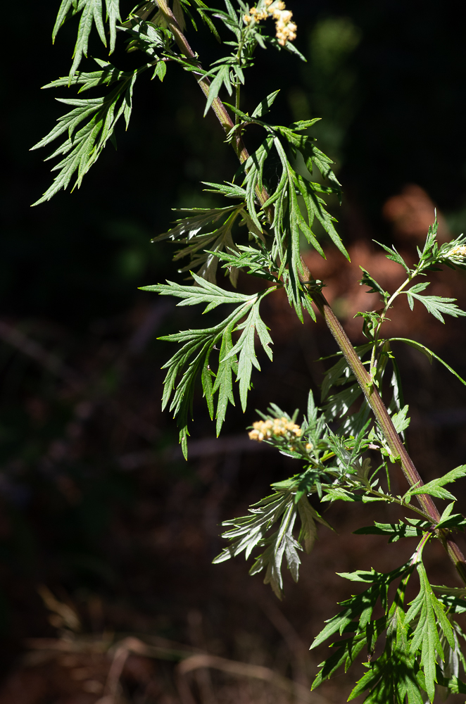 Artemisia verlotiorum Lamotte ou Armoise des Frères Verlot. Les feuilles supérieures sont pennatiséquées, à divisions entières, étroitement lancéolées.