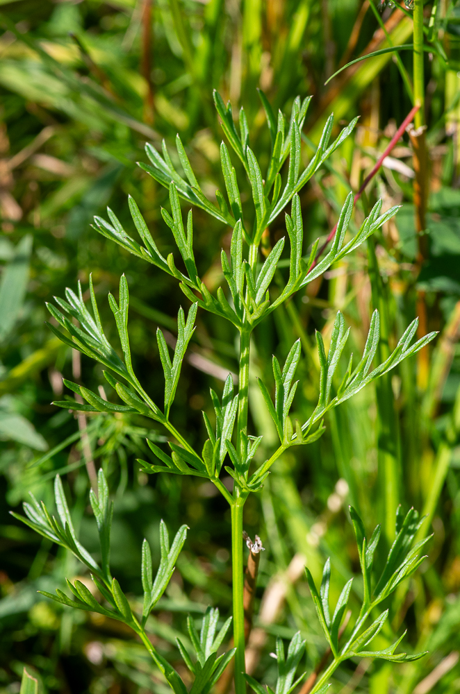 Epikeros pyrenaeus (L.) Raf.