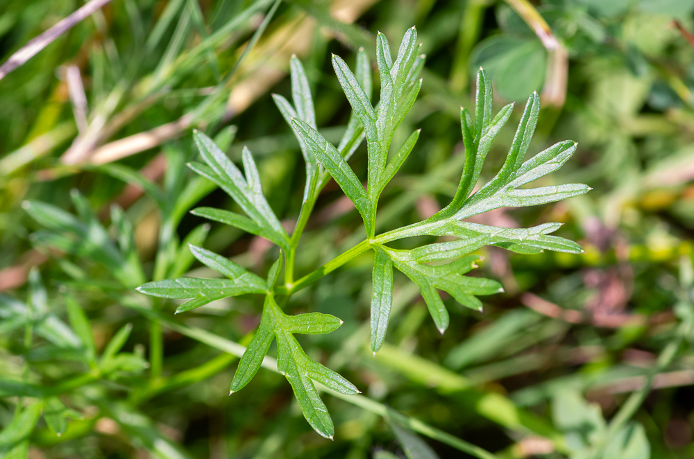 Epikeros pyrenaeus (L.) Raf. dont les feuilles sont découpées en lanières linéaires, cuspidées, comme Silaum silaus