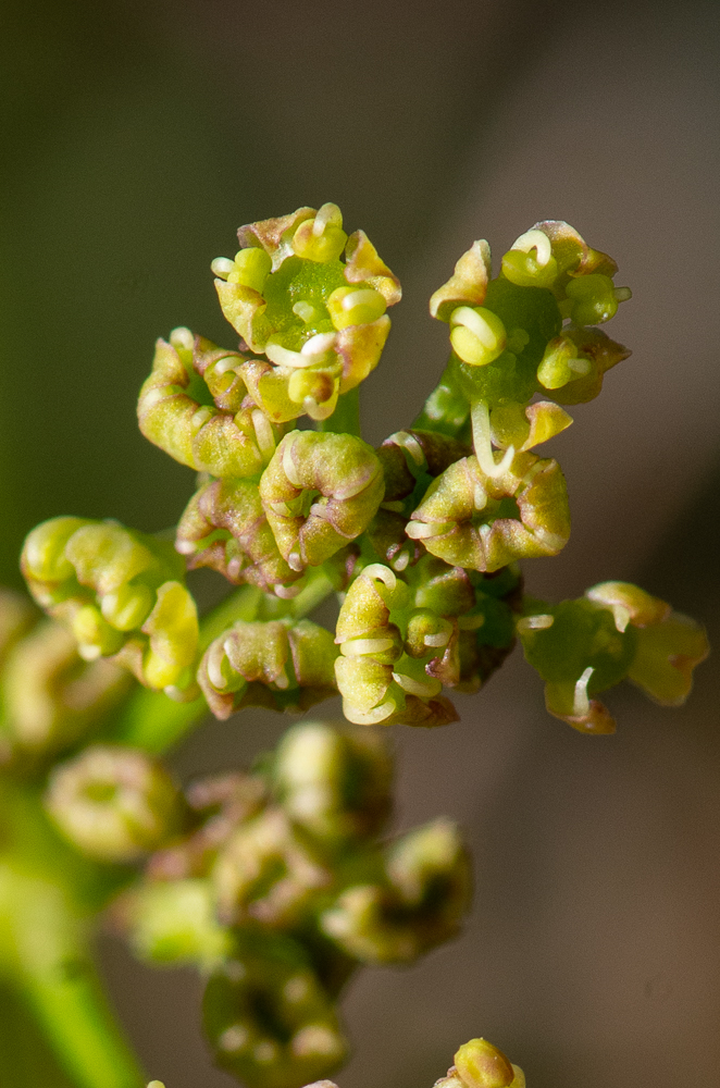 Epikeros pyrenaeus (L.) Raf. Les fleurs sont d'un blanc jaunâtre, comme Silaum silaus