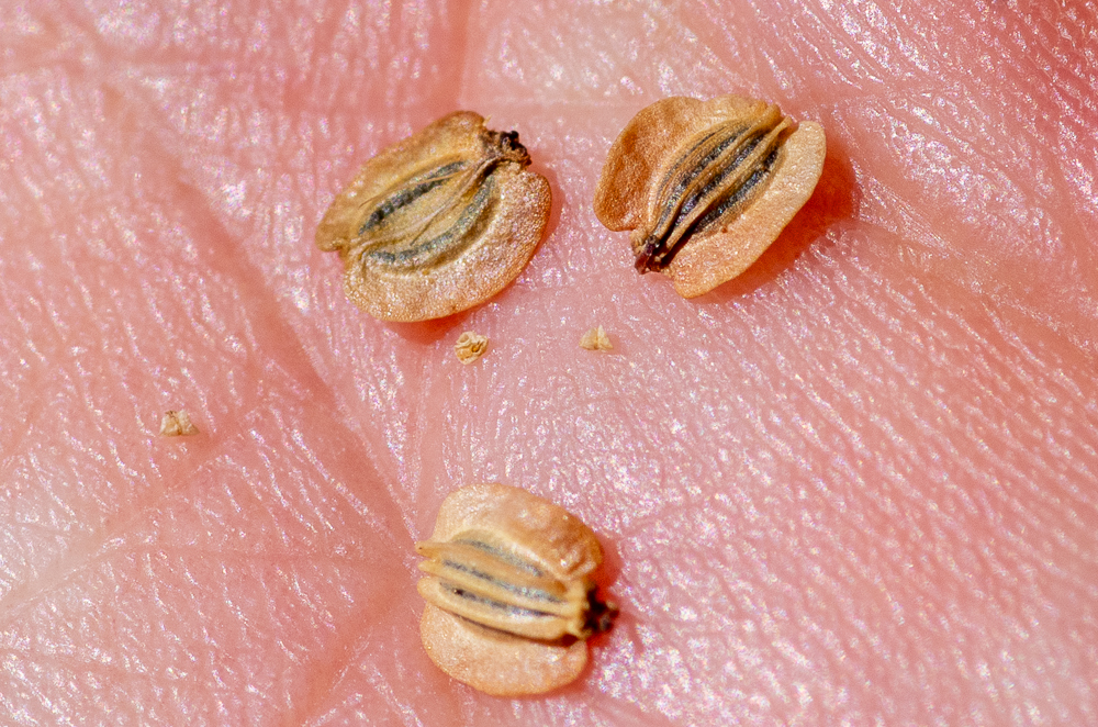 Epikeros pyrenaeus (L.) Raf. Les fruits font la différence. Ceux-ci sont petits, ovales, émarginés à la base et surtout, à côtes dorsales peu saillantes tandis que chez Silaum silaus les fruits sont oblongs et les côtes dorsales sont très courtes, les marginales ne se distinguent pas des autres.