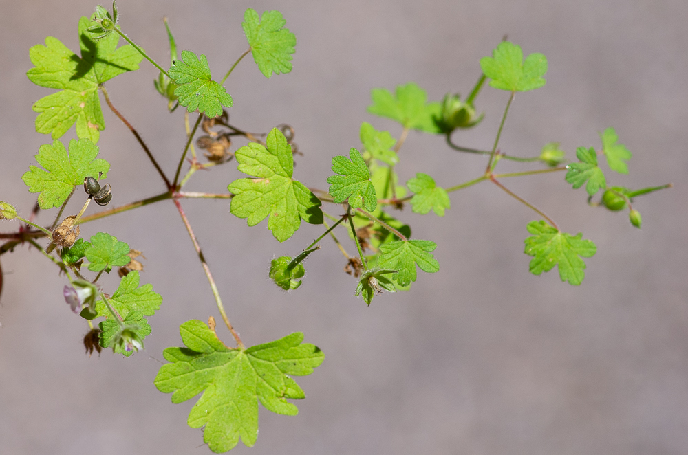 Geranium rotundifolium L. ou Géranium à feuilles rondes. Ses feuilles sont habituellement longuement pédonculées, à 5-9 lobes presque aussi larges que longs.