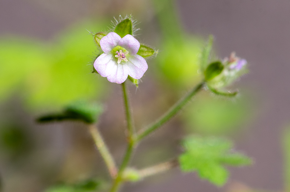 Geranium rotundifolium L. ou Géranium à feuilles rondes. Ses fleurs on des pétales très peu émarginés, de couleur rose, atténués en coin