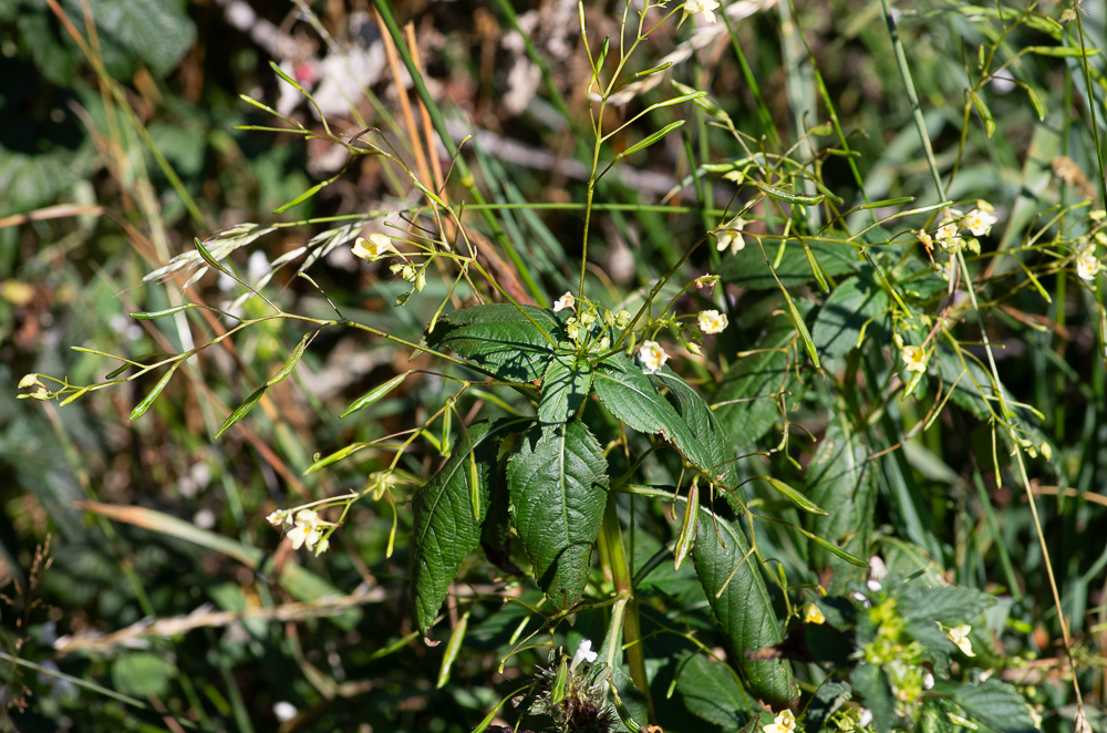 Impatiens parviflora DC. ou Impatiente à petites fleurs. C’est une plante invasive d’origine est-asiatique. Elle se reconnaît à ses petites fleurs jaune pâle.